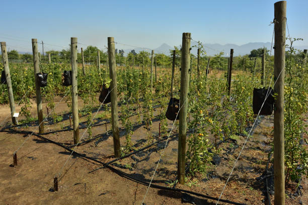 Perfectly cultivated rows of planted cocktail tomatoes