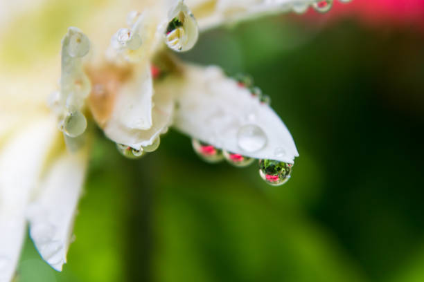 istock Drops on the petals of a white Barberton Daisy, reflecting a red daisy in them 1372937862