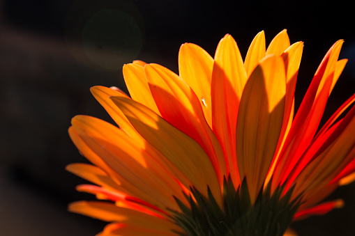 Back view of a backlit orange Baberton Daisy (Gerbera Jamesoni) with a dark background