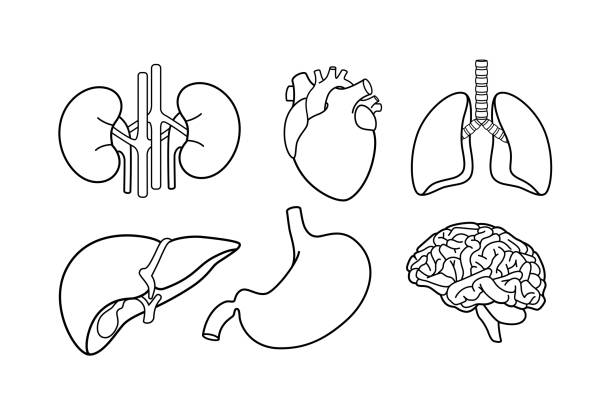 Set of isolated internal human organ lineart icon Set of isolated internal human organ lineart icon. Digestive system stomach and kidney, liver, brain and heart, trachea and lungs. human heart sketch stock illustrations
