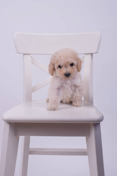 istock Toy poodle dog 1372938939