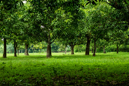 It is a big mango orchard. Mango is a famous fruit of Asia. Mango is rich in magnesium and raw contains vitamin C