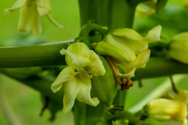 Papaya flowers are fragrant and have five cream-white to yellow-orange petals. Flowers occur in leaf axils and Older leaves die and fall as the tree grows