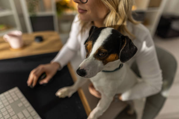 istock Dog in office with woman 1372940825