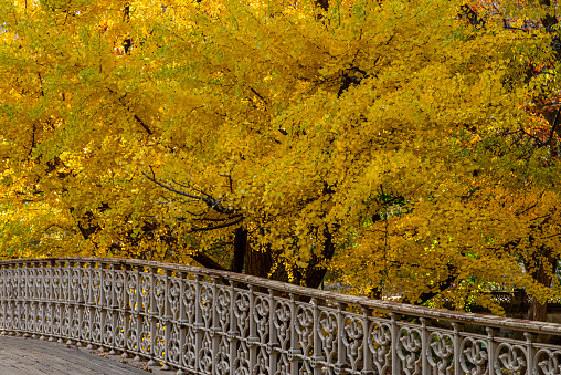 Partial view of a iron bridge railing at a colored Central Park during a fall day in Manhattan, New York, USA.