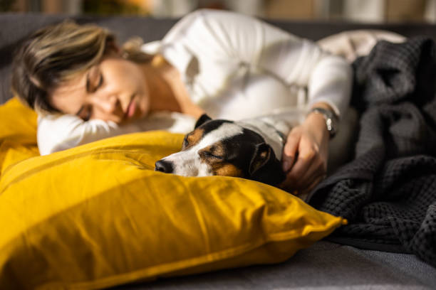 930+ Woman Sleeping On Couch With Dog Stock Photos, Pictures & Royalty ...