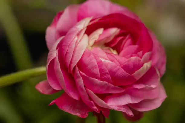 Close up of a pink ranunculus flower