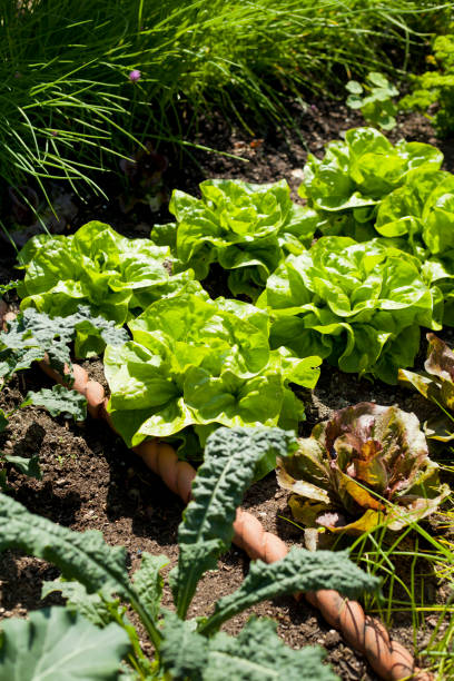 овощной и травяной сад с головками салата, капустой, луком и петрушкой. - flower cabbage kale edible flower стоковые фото и изображения