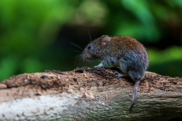 istock Bank vole at water edge in forest 1372948662