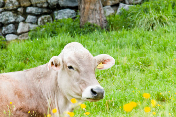 istock Resting cow on an alpine spring meadow 1372950613