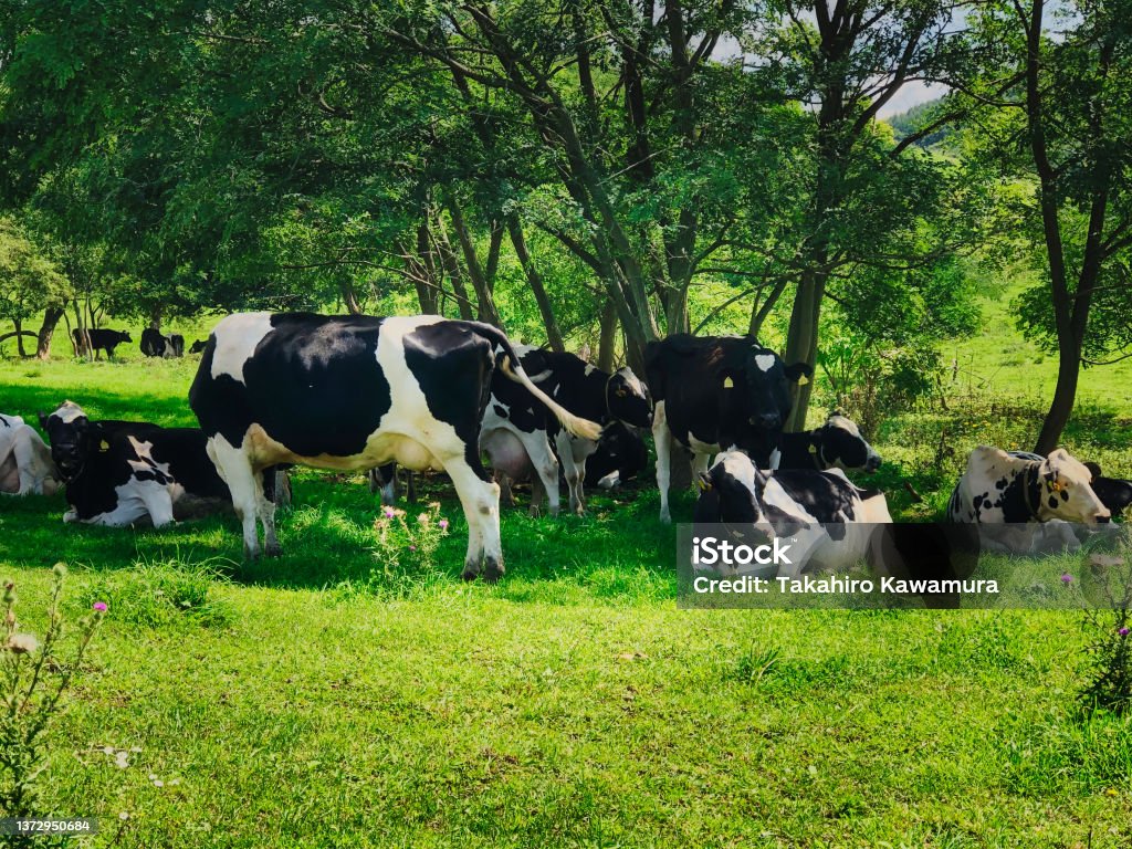 Gamar Sapi Perah Sapi Perah Peternakan Sapi Perah Bertelur Dan Merumput Di Lapangan ...