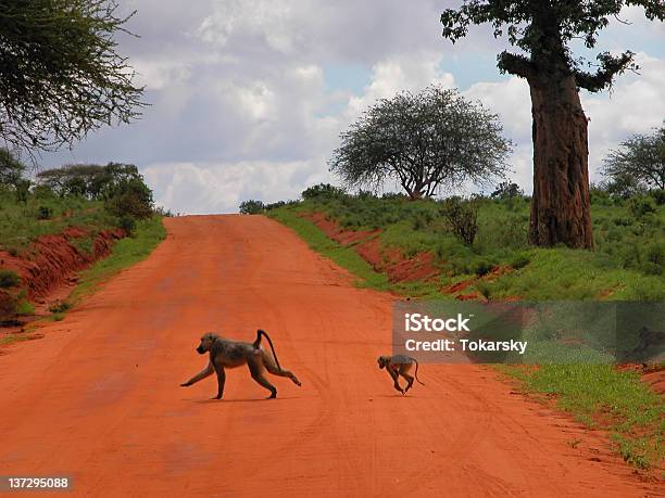 Baboons 도로 개코원숭이에 대한 스톡 사진 및 기타 이미지 - 개코원숭이, 경관, 공원