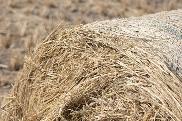istock Wheat field after harvest. Bale Silage Autumn background. 1372951885