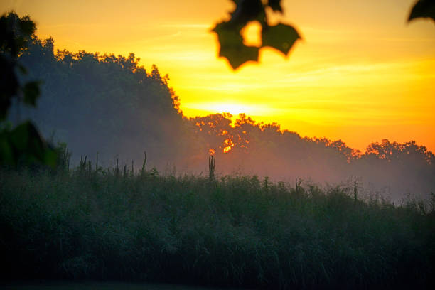 Bright yellow sunrise over meadow and tree line.