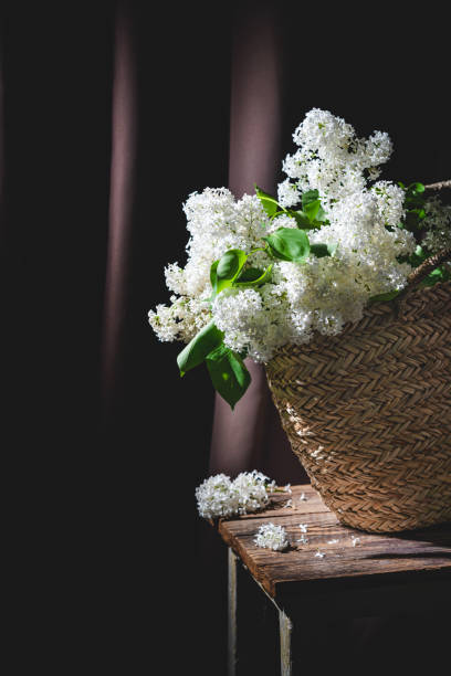 istock White Lilac flowers bouquet 1372953114