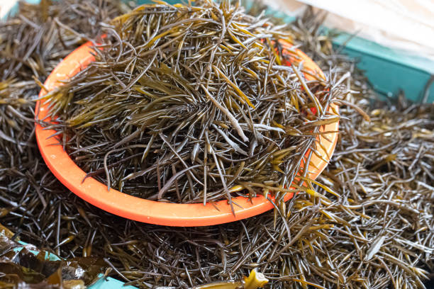 Fresh hijiki seaweed Sargassum fusiforme, Food Ingredients. stock photo