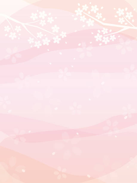 blassrosa farbverlaufshintergrund mit kirschblütenzweigen - backgrounds pink flower softness stock-grafiken, -clipart, -cartoons und -symbole