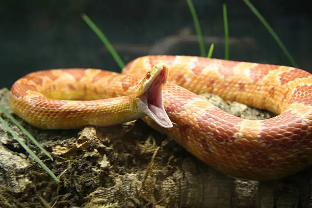 Snake lying on plants with open mouth