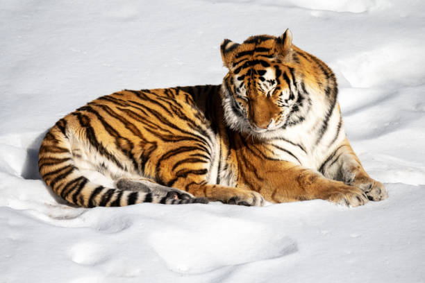 istock Siberian tiger sleeping in snow 1372954766