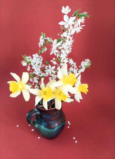 Daffodils bucket with eight blossom in a dark vase on red background stock photo