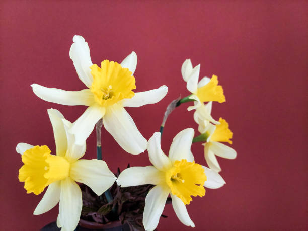 Daffodils on purple red background stock photo