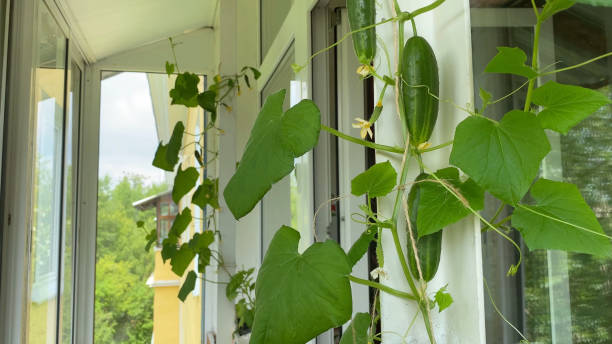 cucumber plants growing on windowsill on balcony. Home gardening stock photo