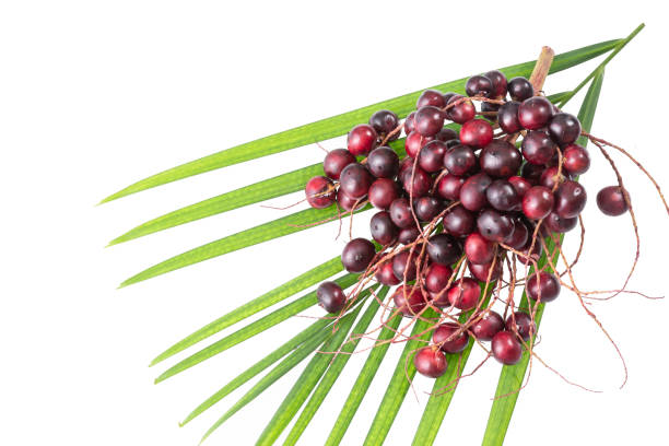 euterpe oleracea - acai-frucht der palme manaca - cabbage palm stock-fotos und bilder
