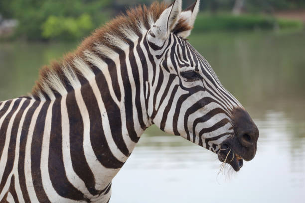 закрыть голову берчелл зебра в национальном парке - burchellii стоковые фото и изображения