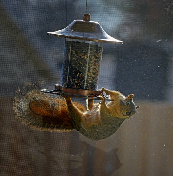Clever and acrobatic squirrel holding onto and raiding the bird feeder.