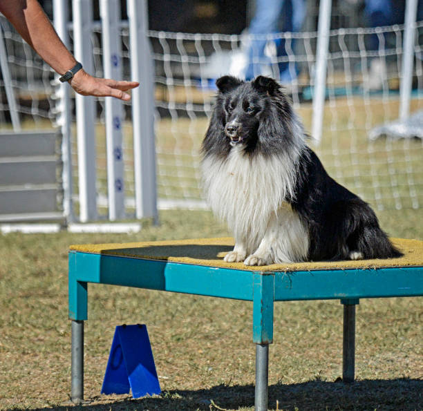 istock Black and White Sheltie Sitting on Table 1372961275