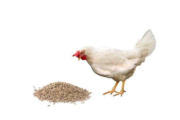 istock White hen with red comb looks at granulated chicken feed 1372961280