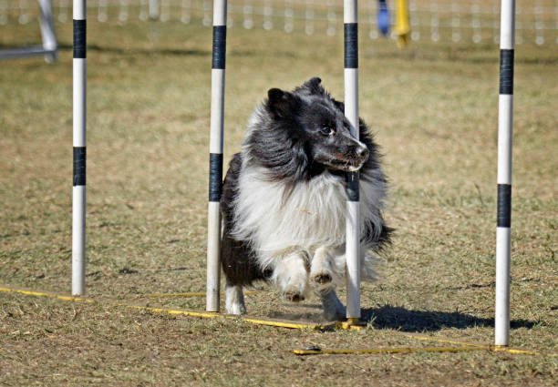 istock Black and White Sheltie Practicing Weave Poles 1372961282