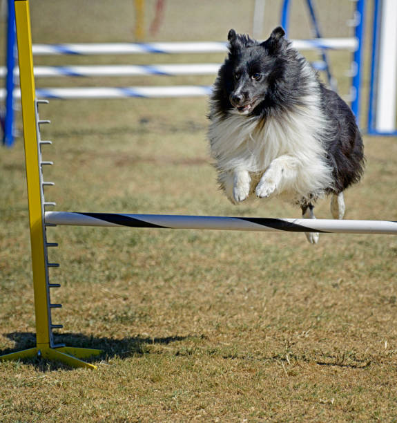 istock Black and White Sheltie Jumping 1372961290