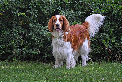 Young, fluffy Welsh Springer Spaniel watching for activity in the yard.