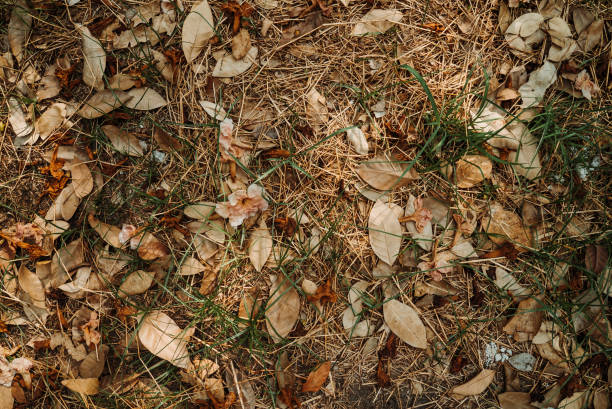 istock autumn leaves on the grass 1372962175