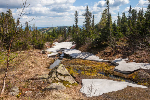 Melting snow in the Mountain Shoria. Russia Stream and melting snow in the Mountain Shoria. Russia Sheregesh stock pictures, royalty-free photos & images