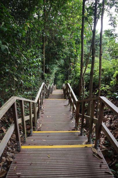 istock Forest Boardwalk Stairs, Calm and Peace, 1 1372964727