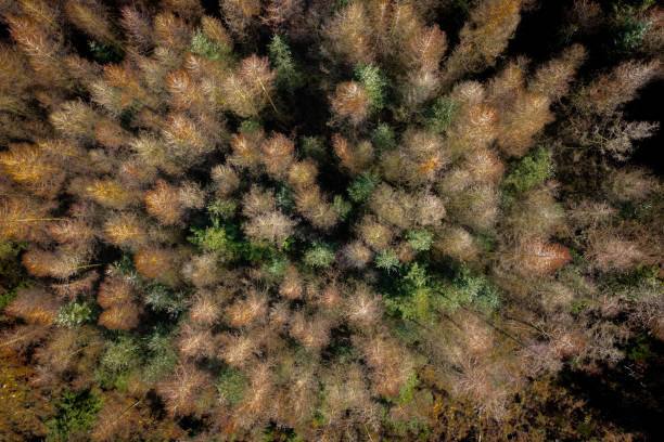 istock Natural pattern in pine forest trees in Scotland 1372965150