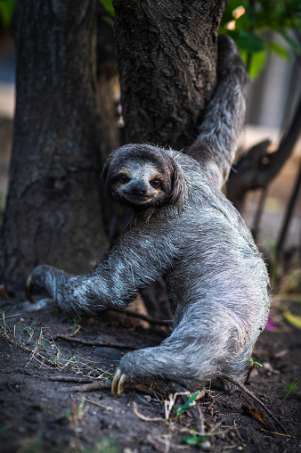 The three-toed sloth moves through the trees. A characteristic animal of the tropical forests of South America