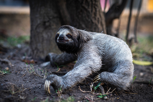 Young three-toed sloth on the ground, looking away.