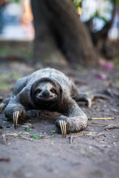 istock The Three -Toed Sloth Moves Slowly On The Ground 1372965747