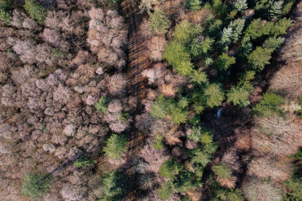 istock Aerial view of multi coloured trees in a forest 1372965786