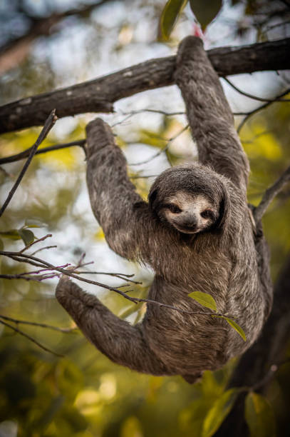 istock The three-toed sloth moves through the trees. 1372965867