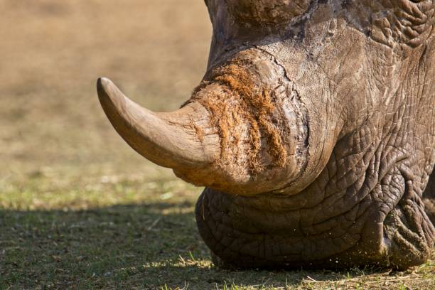 close up of white rhino horn - kruger national park national park southern africa africa imagens e fotografias de stock