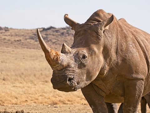 Portrait of White Rhino with huge horn in the African grassland