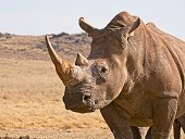 istock Portrait of White Rhino with huge horn 1372965958