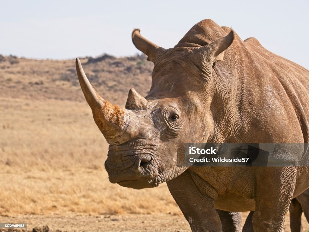 Portrait of White Rhino with huge horn Portrait of White Rhino with huge horn in the African grassland Rhinoceros Stock Photo