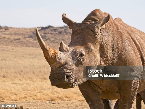 Portrait Of White Rhino With Huge Horn Stock Photo - Download Image Now - Rhinoceros, Poaching - Animal Welfare, Animals In The Wild