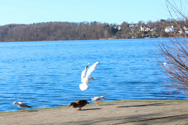 One seagull lands on the lakeshore, the duck and the other seagull duck