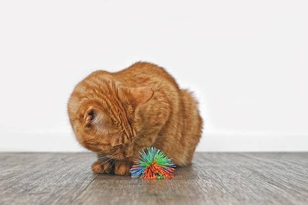 istock Cute ginger cat looking curious to a toy ball. Horizontal image with selective focus. 1372966912